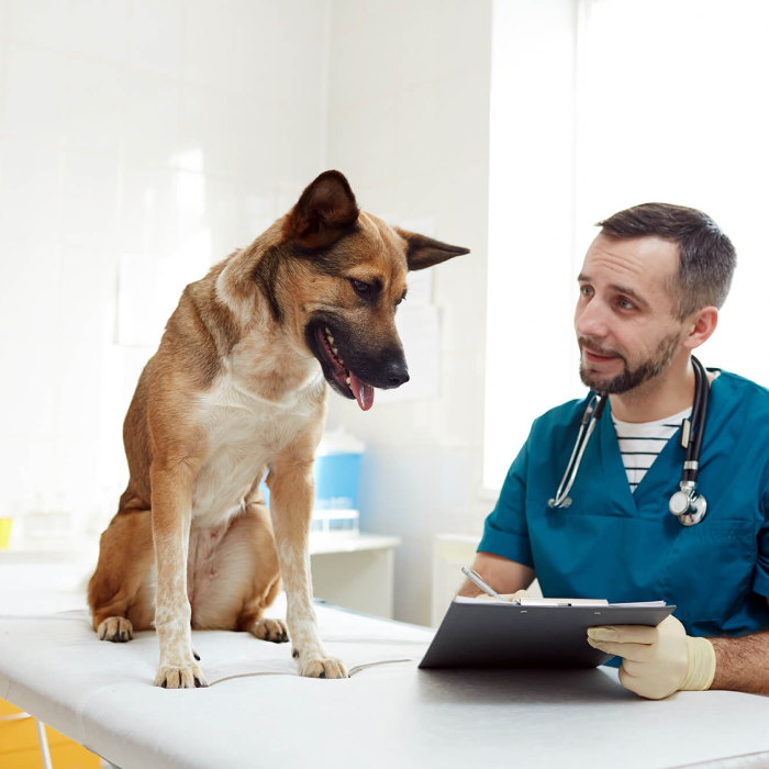 veterinary doctor near me